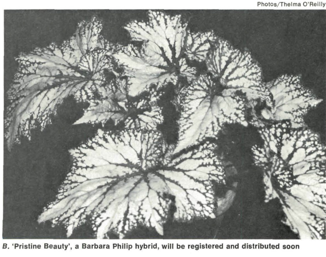 B. ‘Pristine Beauty’